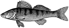 Рыбалка. На мормышку без насадки Рыбалка. На мормышку без насадки