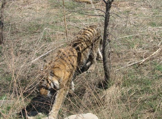 Полосатая кошка, пятнистая кошка Полосатая кошка, пятнистая кошка