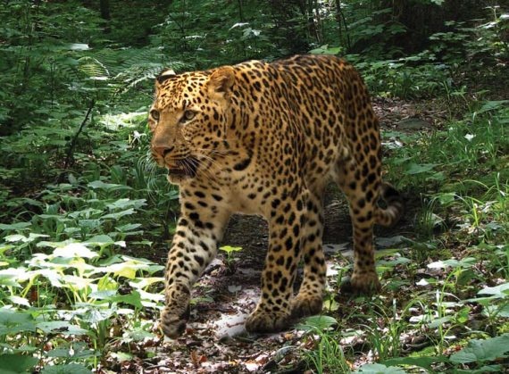 Полосатая кошка, пятнистая кошка