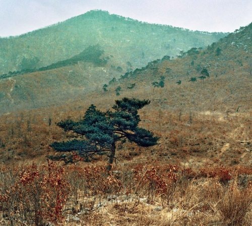 Полосатая кошка, пятнистая кошка Полосатая кошка, пятнистая кошка