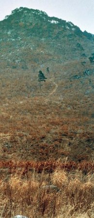 Полосатая кошка, пятнистая кошка Полосатая кошка, пятнистая кошка