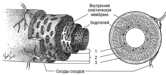 Здоровое сердце. Издание XXI века Здоровое сердце. Издание XXI века