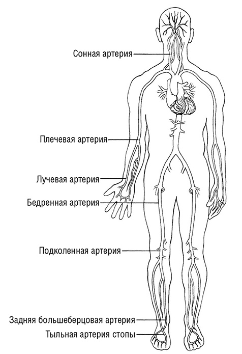 Здоровое сердце. Издание XXI века Здоровое сердце. Издание XXI века