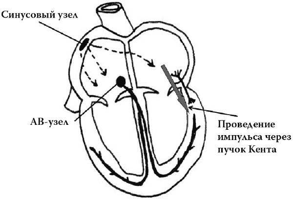 О чем расскажет ЭКГ О чем расскажет ЭКГ