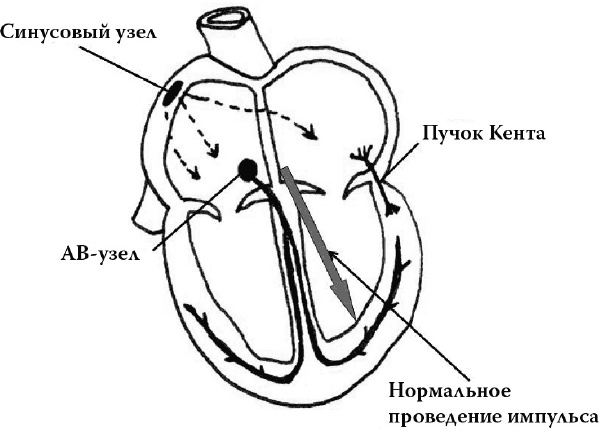 О чем расскажет ЭКГ О чем расскажет ЭКГ