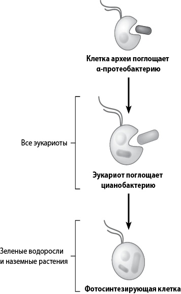 Двигатели жизни. Как бактерии сделали наш мир обитаемым Двигатели жизни. Как бактерии сделали наш мир обитаемым
