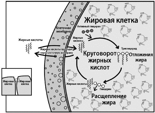 Почему мы толстеем. Мифы и факты о том, что мешает нам быть стройными Почему мы толстеем. Мифы и факты о том, что мешает нам быть стройными