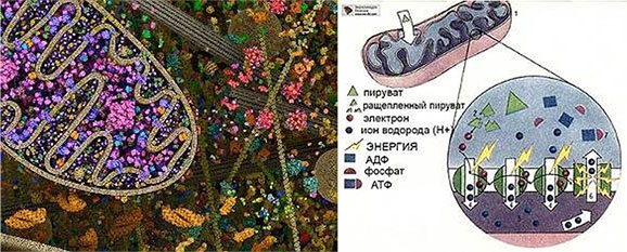 Жизнь. Инструкция по устройству, эксплуатации, ремонту и мерам безопасности Жизнь. Инструкция по устройству, эксплуатации, ремонту и мерам безопасности