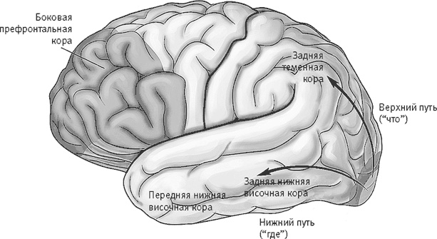 Век самопознания. Поиски бессознательного в искусстве и науке с начала XX века до наших дней Век самопознания. Поиски бессознательного в искусстве и науке с начала XX века до наших дней