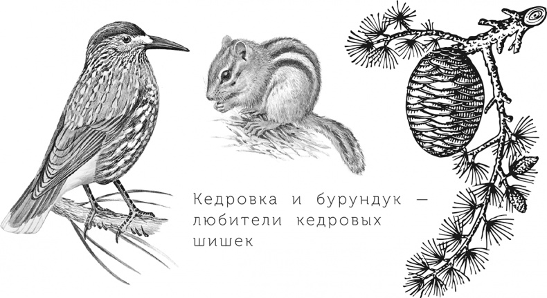 Умный дикобраз Умный дикобраз
