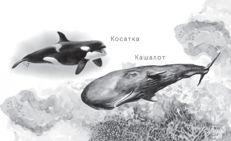 Живые домики. С вопросами и ответами для почемучек Живые домики. С вопросами и ответами для почемучек