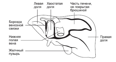 Болезни печени и желчного пузыря: лечение и очищение Болезни печени и желчного пузыря: лечение и очищение