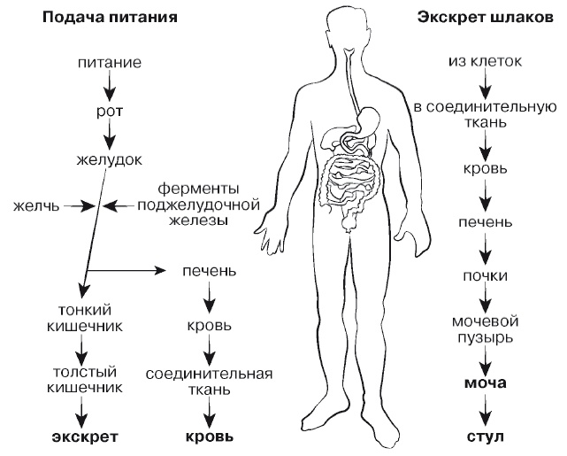 Европейское исследование. Бады, витамины, ГМО, биопродукты Европейское исследование. Бады, витамины, ГМО, биопродукты