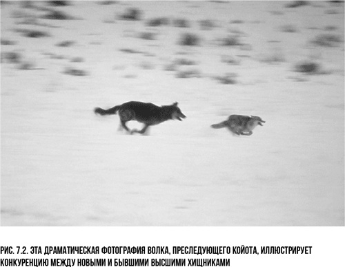 Захватчики: Люди и собаки против неандертальцев Захватчики: Люди и собаки против неандертальцев