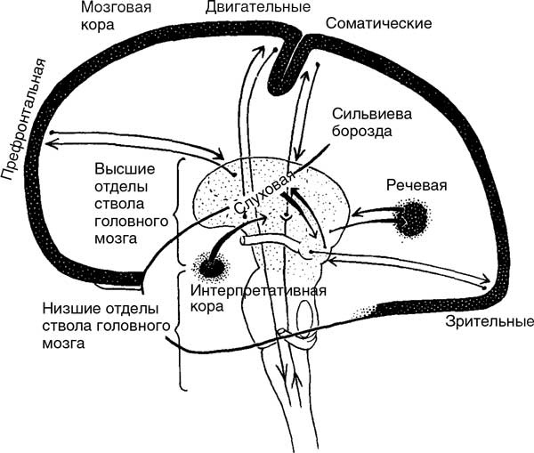 Мозг. Тайны разума Мозг. Тайны разума