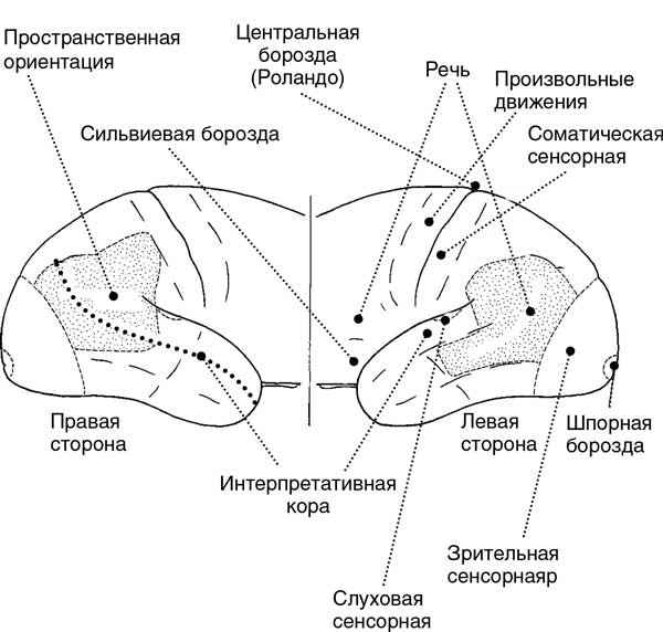 Мозг. Тайны разума Мозг. Тайны разума