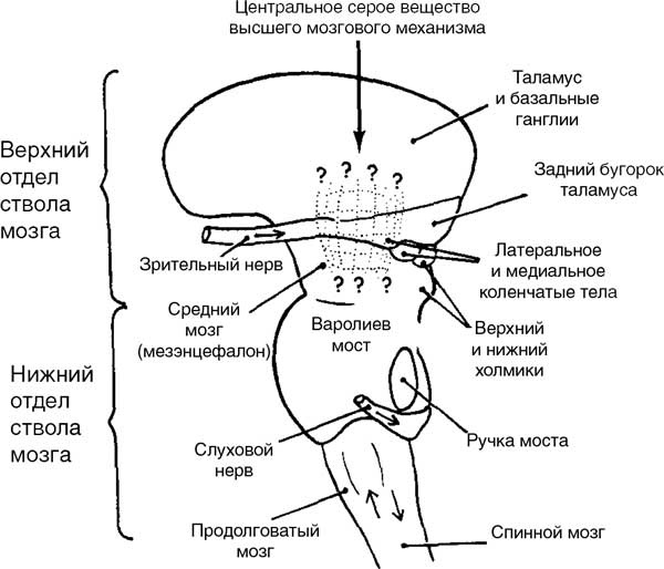 Мозг. Тайны разума Мозг. Тайны разума