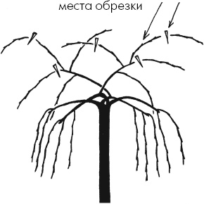 Главные секреты вашего сада и огорода (переиздание) Главные секреты вашего сада и огорода (переиздание)