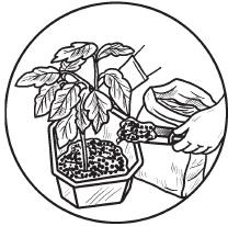 Комнатные деревья и кустарники: лимон, вишня, гранат, можжевельник, акация, жасмин и многие другие Комнатные деревья и кустарники: лимон, вишня, гранат, можжевельник, акация, жасмин и многие другие