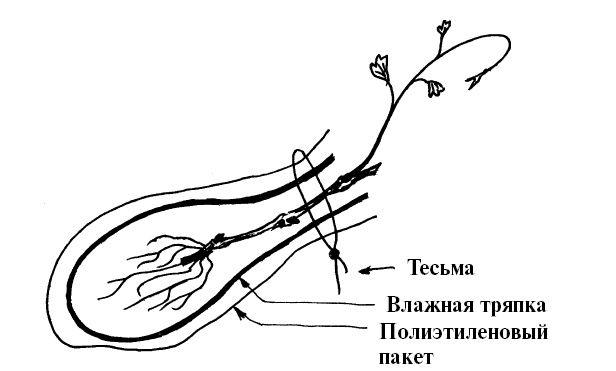 Секреты выращивания винограда в любом климате. Проверенные способы формировки винограда Секреты выращивания винограда в любом климате. Проверенные способы формировки винограда