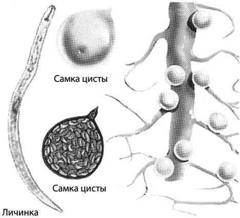 Грядка для отличного урожая. Картофель без химии и хлопот, на любой почве Грядка для отличного урожая. Картофель без химии и хлопот, на любой почве