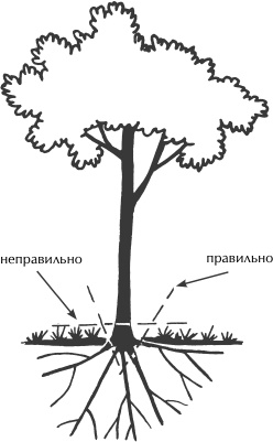 Большая книга сада и огорода по-новому Большая книга сада и огорода по-новому