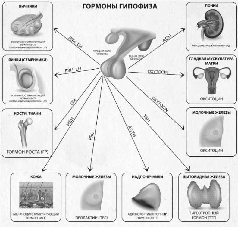 Девочка. Девушка. Женщина Девочка. Девушка. Женщина