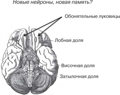 Удивительные истории о мозге, или рекорды памяти коноплянки Удивительные истории о мозге, или рекорды памяти коноплянки