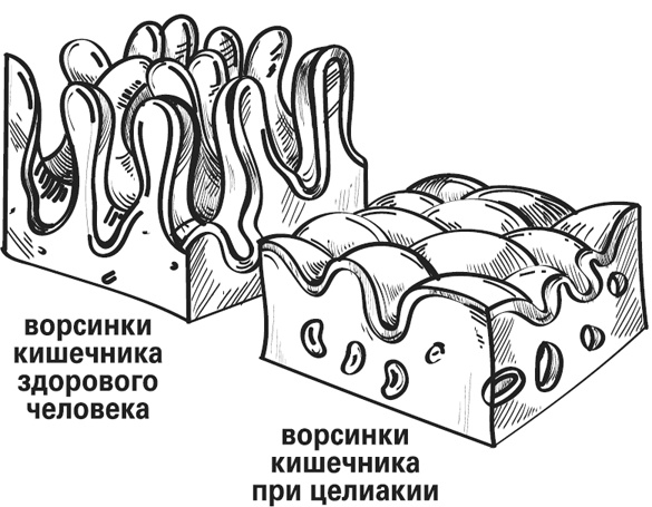 Мой лучший друг - желудок. Еда для умных людей Мой лучший друг - желудок. Еда для умных людей