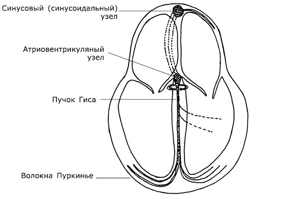 Проблемы сердца и органов кровообращения. Как справиться с сердечными недугами Проблемы сердца и органов кровообращения. Как справиться с сердечными недугами