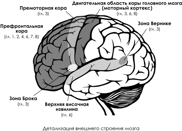 НейроЛогика. Чем объясняются странные поступки, которые мы совершаем неожиданно для себя НейроЛогика. Чем объясняются странные поступки, которые мы совершаем неожиданно для себя