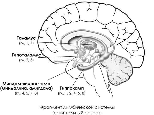 НейроЛогика. Чем объясняются странные поступки, которые мы совершаем неожиданно для себя НейроЛогика. Чем объясняются странные поступки, которые мы совершаем неожиданно для себя