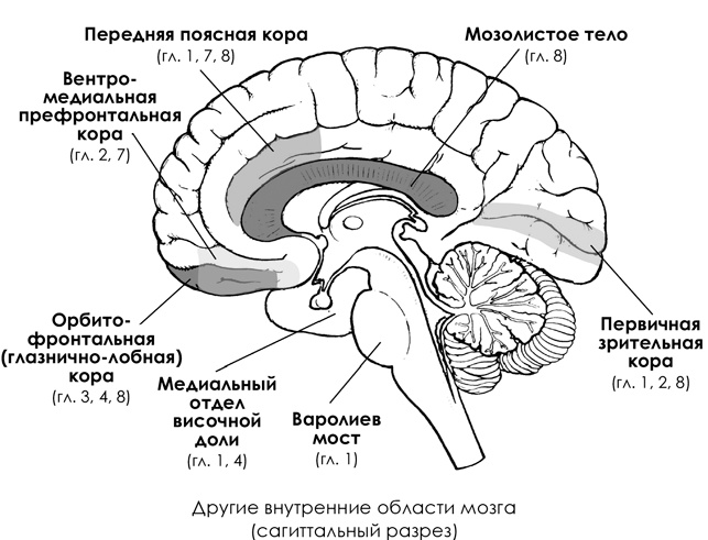 НейроЛогика. Чем объясняются странные поступки, которые мы совершаем неожиданно для себя НейроЛогика. Чем объясняются странные поступки, которые мы совершаем неожиданно для себя