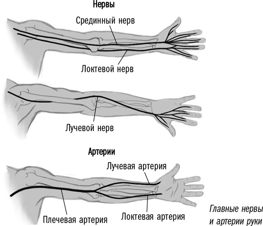 Первая помощь своими руками. Если скорая не спешит Первая помощь своими руками. Если скорая не спешит