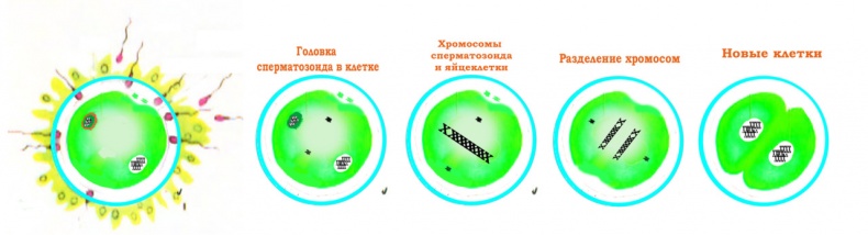 Половое воспитание детей и подростков Половое воспитание детей и подростков