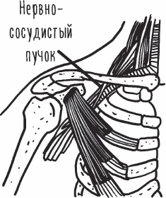 Благодарный позвоночник. Как навсегда избавить его от боли. Домашняя кинезиология Благодарный позвоночник. Как навсегда избавить его от боли. Домашняя кинезиология