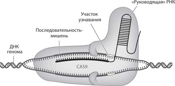 Наука воскрешения видов. Как клонировать мамонта Наука воскрешения видов. Как клонировать мамонта