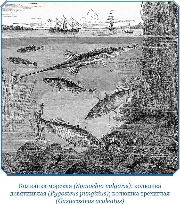 Описание земли Камчатки Описание земли Камчатки