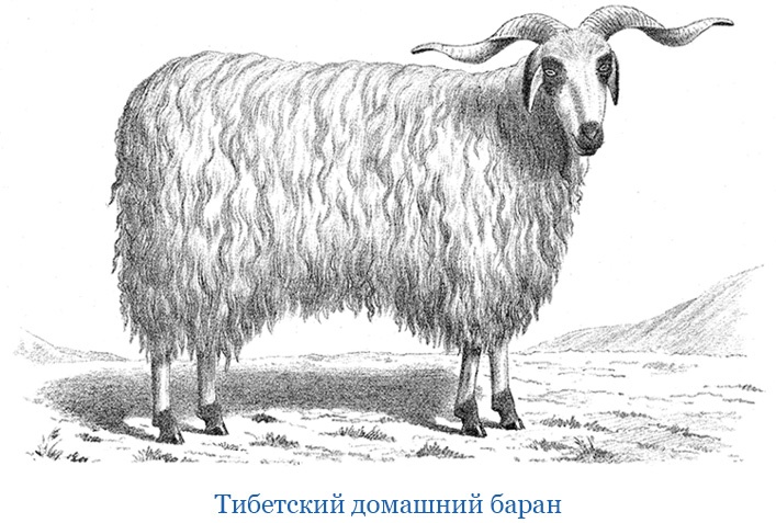 Путешествия в Центральной Азии Путешествия в Центральной Азии