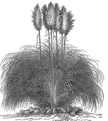 В дебрях Африки В дебрях Африки
