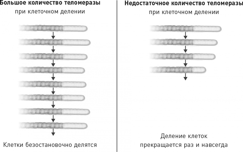 Эффект теломер. Революционный подход к более молодой, здоровой и долгой жизни Эффект теломер. Революционный подход к более молодой, здоровой и долгой жизни