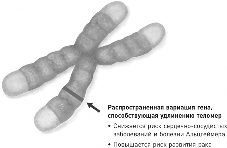 Эффект теломер. Революционный подход к более молодой, здоровой и долгой жизни Эффект теломер. Революционный подход к более молодой, здоровой и долгой жизни