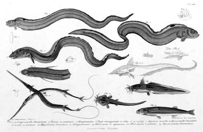 На парусниках «Надежда» и «Нева» в Японию. Первое кругосветное плаванье российского флота На парусниках «Надежда» и «Нева» в Японию. Первое кругосветное плаванье российского флота