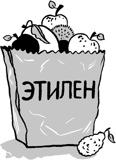 Еда живая и мертвая. 5 принципов здорового питания Еда живая и мертвая. 5 принципов здорового питания