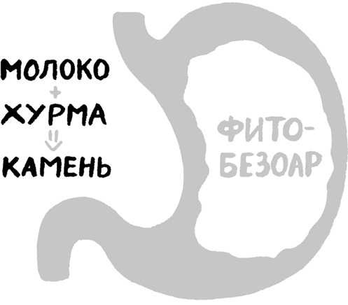 Еда живая и мертвая. 5 принципов здорового питания Еда живая и мертвая. 5 принципов здорового питания