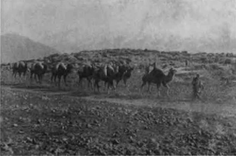 Казаки на Кавказском фронте. 1914-1917 Казаки на Кавказском фронте. 1914-1917