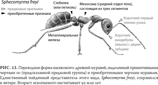 Эволюция: Неопровержимые доказательства