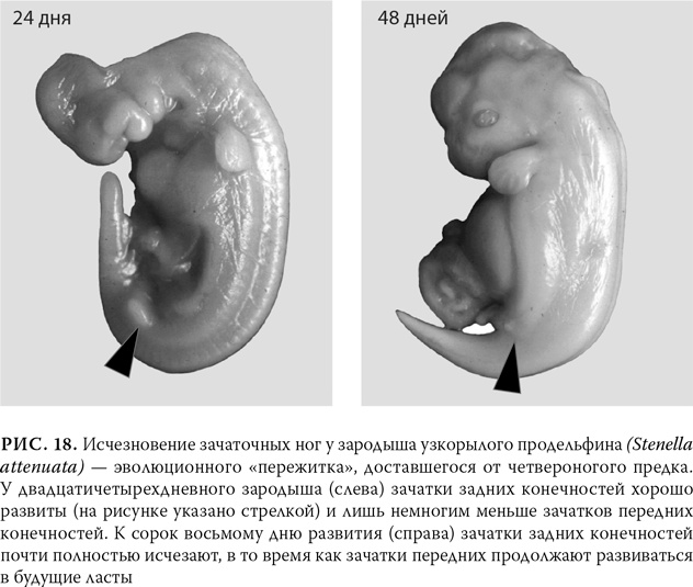 Эволюция: Неопровержимые доказательства