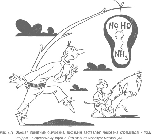Воля и самоконтроль. Как гены и мозг мешают нам бороться с соблазнами