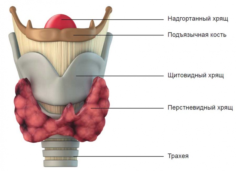 Йога-анатомия. Как работают асаны для здоровья и стройности тела Йога-анатомия. Как работают асаны для здоровья и стройности тела